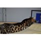 Bengalkatze - Katze