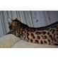 Bengalkatze - Katze