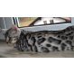 Bengalkatze - Katze