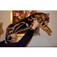 Bengalkatze - Katze
