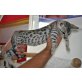 Bengalkatze - Katze