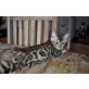 Bengalkatze - Katze