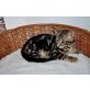 Bengalkatze - Katze