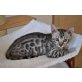 Bengalkatze - Katze