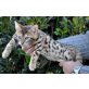Bengalkatze - Katze