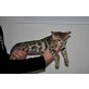 Bengalkatze - Katze