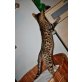 Bengalkatze - Katze