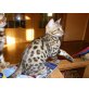 Bengalkatze - Katze