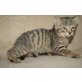 Bengalkatze - Katze