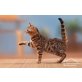 Bengalkatze - Katze