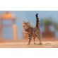 Bengalkatze - Katze