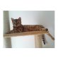 Bengalkatze - Katze