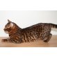 Bengalkatze - Katze
