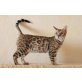 Bengalkatze - Katze