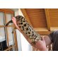 Bengalkatze - Katze