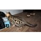 Bengalkatze - Katze