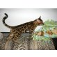 Bengalkatze - Katze