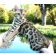 Bengalkatze - Katze