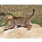 Bengalkatze - Katze