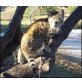 Bengalkatze - Katze