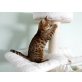 Bengalkatze - Katze