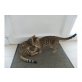Bengalkatze - Katze