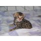 Bengalkatze - Katze