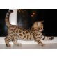 Bengalkatze - Katze