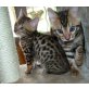 Bengalkatze - Katze