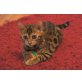 Bengalkatze - Katze