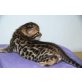 Bengalkatze - Katze