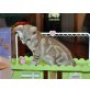 Bengalkatze - Katze