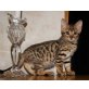 Bengalkatze - Katze