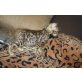 Bengalkatze - Katze