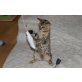 Bengalkatze - Katze