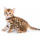 Bengalkatze - Katze