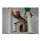 Bengalkatze - Katze