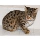 Bengalkatze - Katze