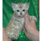 Bengalkatze - Katze