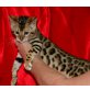 Bengalkatze - Katze