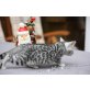 Bengalkatze - Katze