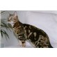 Bengalkatze - Katze