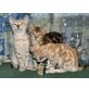 Bengalkatze - Katze