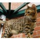 Bengalkatze - Katze