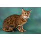 Bengalkatze - Katze