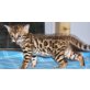 Bengalkatze - Katze