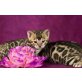 Bengalkatze - Katze