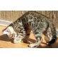 Bengalkatze - Katze
