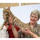 Bengalkatze - Katze