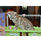 Bengalkatze - Katze